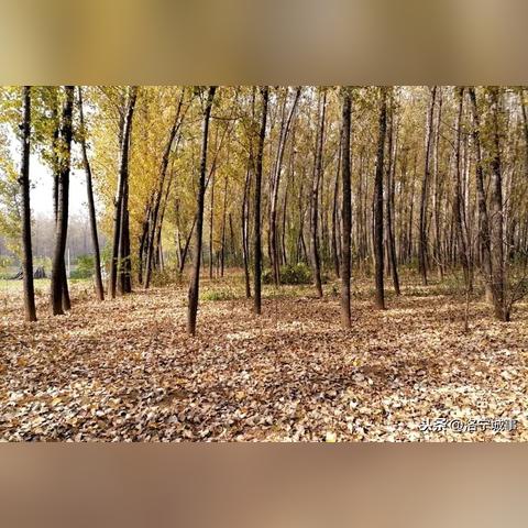 (微微一笑很倾城游戏手游)微微一笑很倾城手游：沉浸在甜蜜校园与浪漫人生的奇幻旅程中